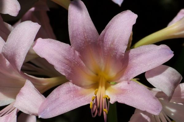 82年的属狗如何增加财运