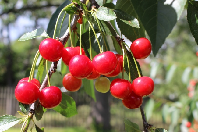 属虎未来三年运势