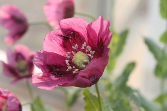 83年属猪人遇蛇年运气如何