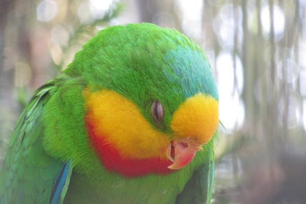 2025属鸡人什么颜色最旺