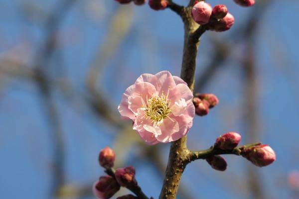 1984年属鼠十年大运一览表