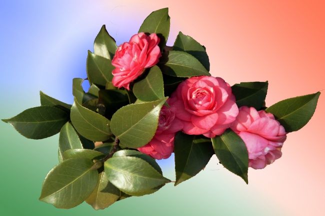 2025年86年属虎人的运势