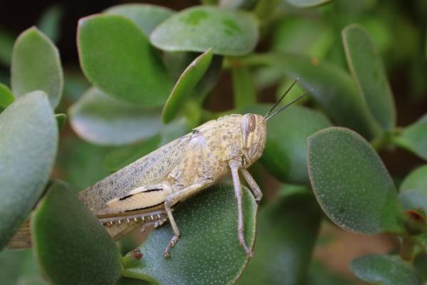 属鼠的跟什么属相犯冲