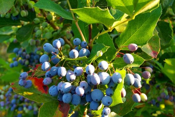 属鸡女享谁的福