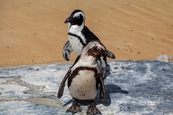 2026年69年属女鸡的马年运势