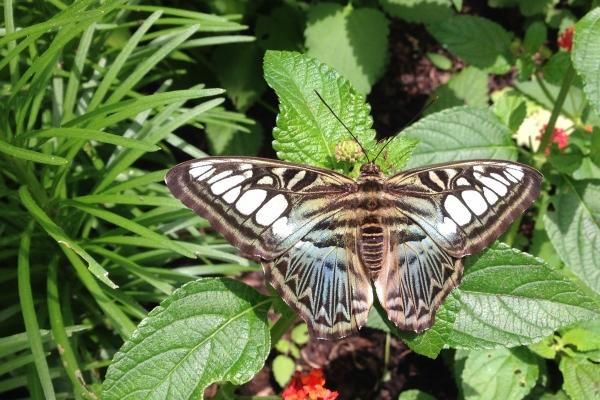 属猴在2025蛇年的运势怎么样