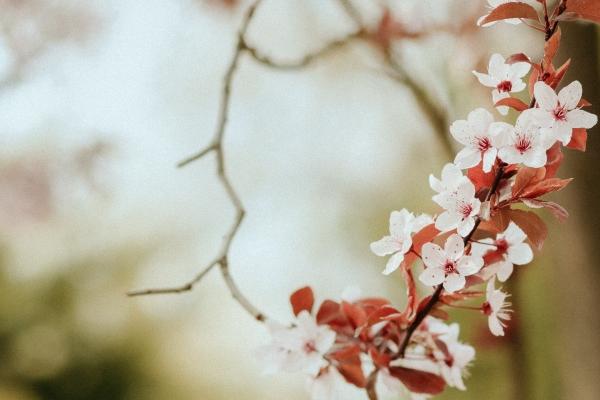 属狗男最珍惜哪种女人，属狗男最心爱的女人是谁