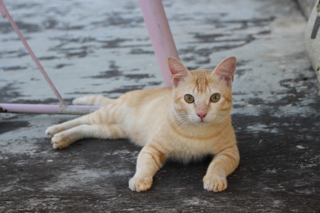 1952年的龙今年有灾吗