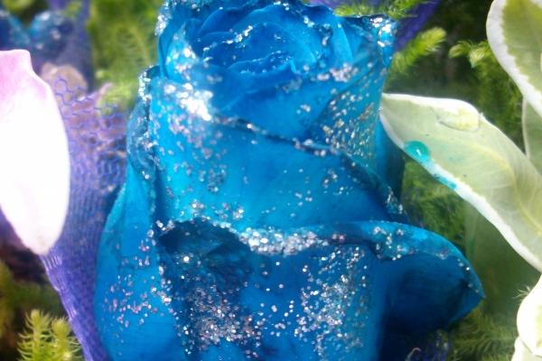 2008年冬天的土鼠之命好吗