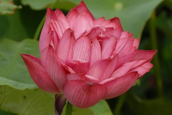 属猴的人2025年的运势及运程