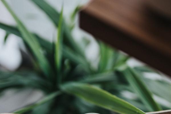 1986年属虎男2025年运势运程