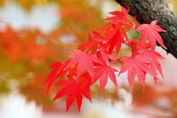 79年羊戴什么招财辟邪