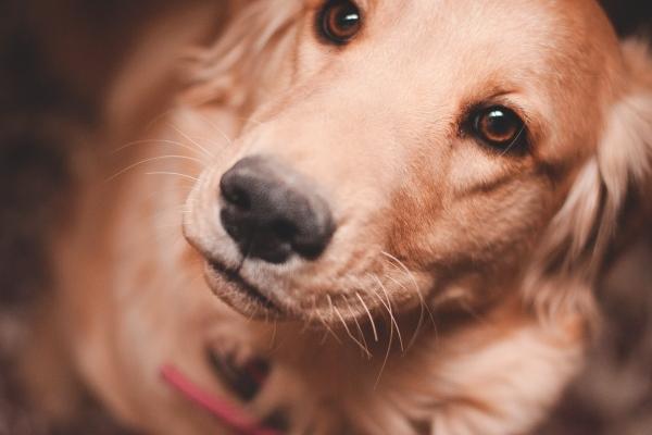 属猪人一生最大克星