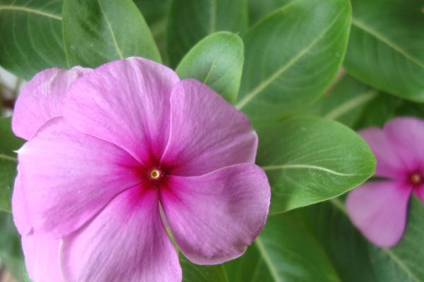 什么属相管得住猪