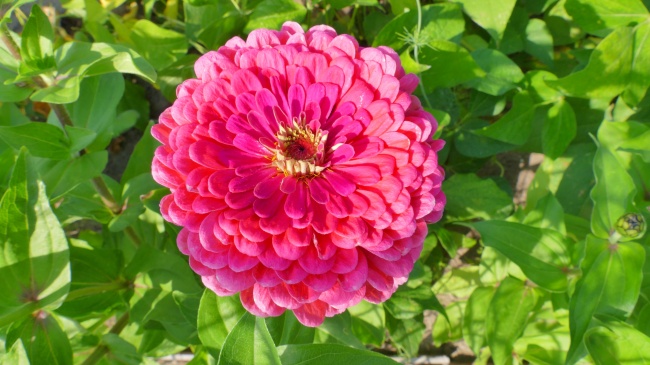 2025年属鼠大爆发