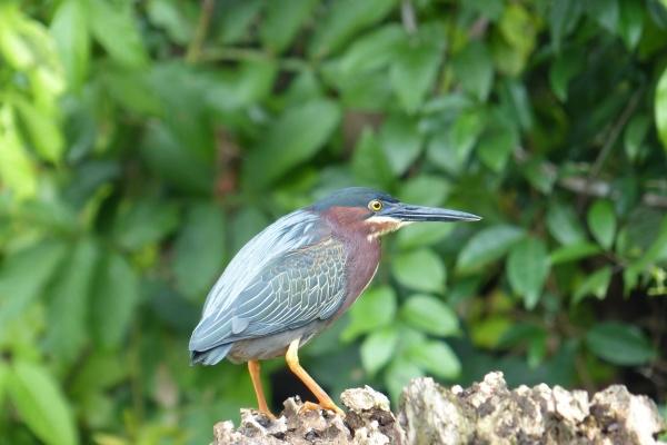 属龙十年大运对照表