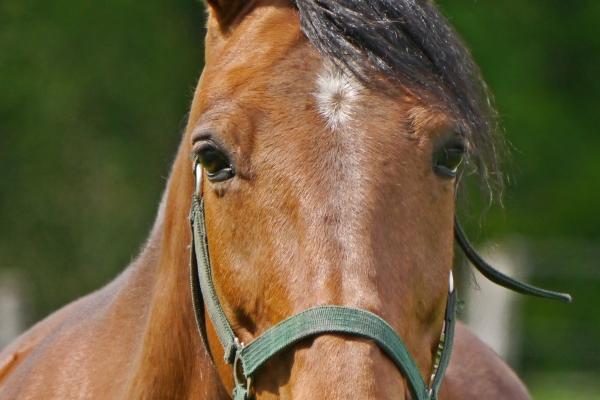 属鸡的去哪个方向挣钱好