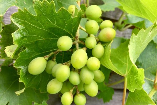 1982年属狗何时走大运