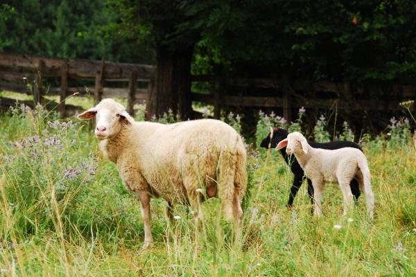 83年属猪的未来十年财运