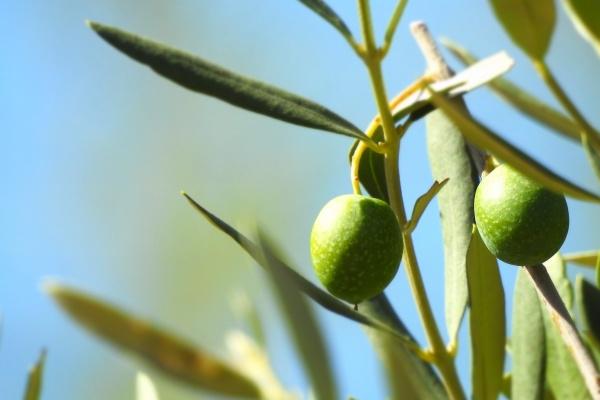 2025属猪运势运程1971