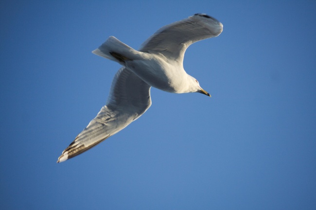 属鼠最聪明三个特征