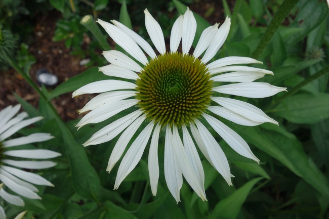 1972年属鼠人一生命运