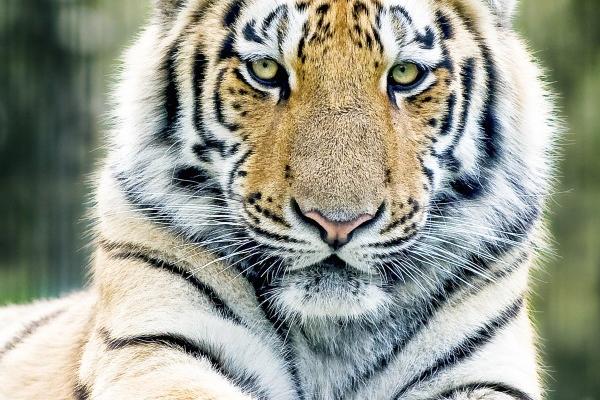 2025属猪的农历每月运程