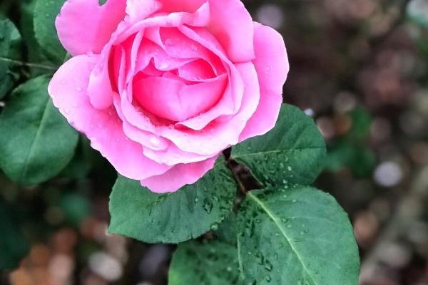 2005属鸡11月出生的人命运