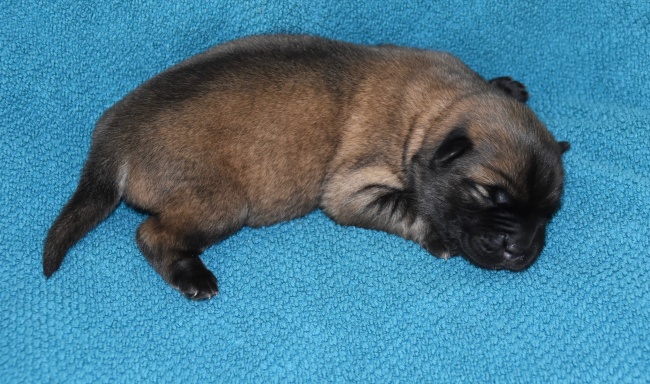 属兔改运气最快的方法