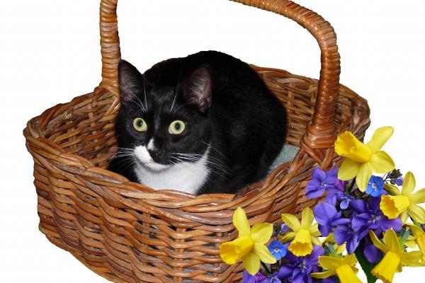 2025属猪的结婚好吗