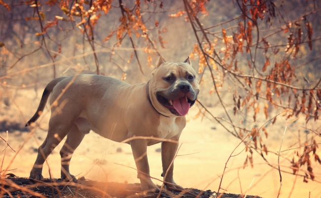 属鼠人最忌讳的出生月份