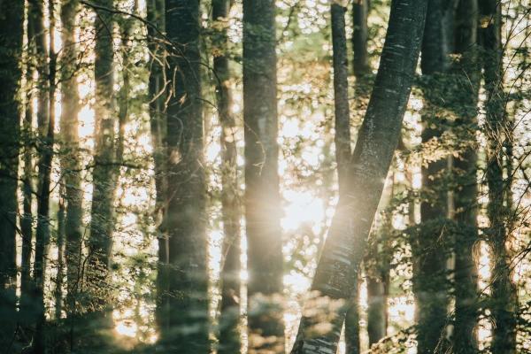 生肖猪的3个贵人