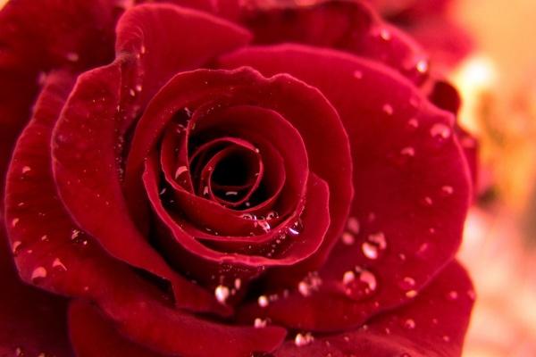 属狗女戴什么手链转运