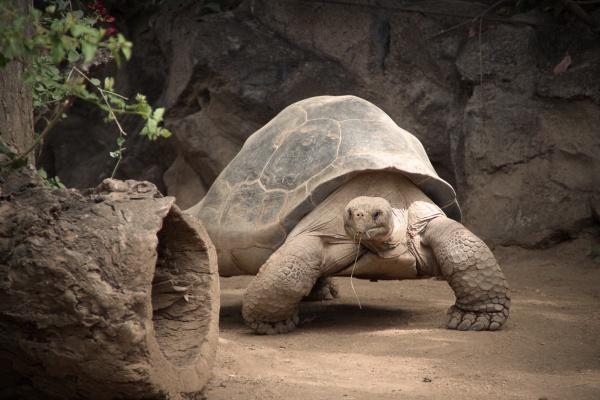最容易高嫁的生肖女