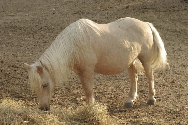 72年属鼠人2025年运势