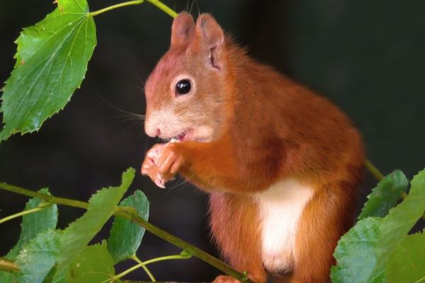 3两女命适合哪个生肖