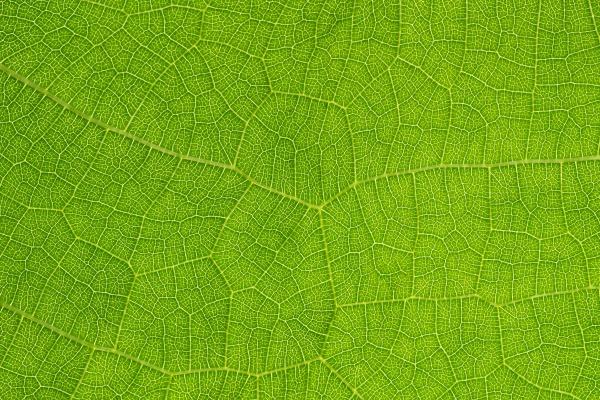 属相羊和龙相冲怎么化解