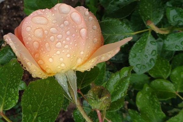 78属马一生转折点