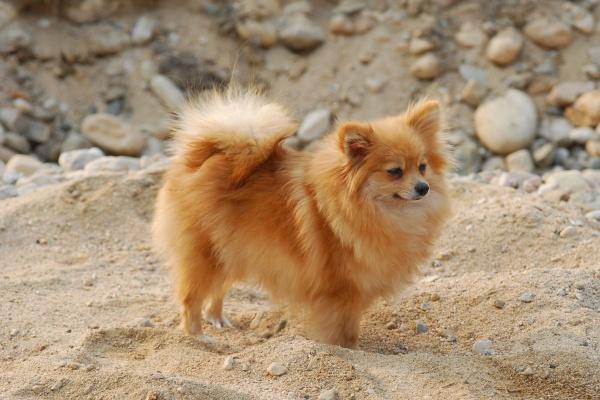 80年农历七月份的男猴什么命