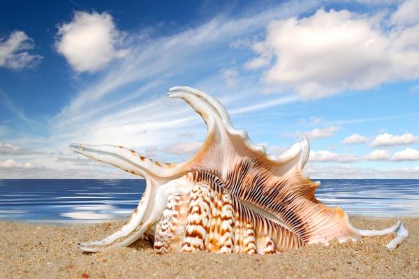 79年羊做什么生意最旺