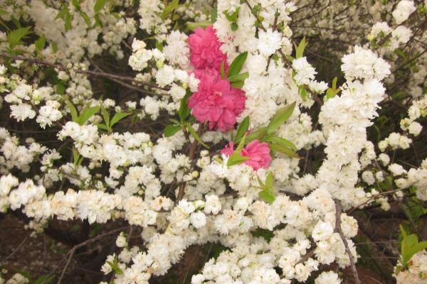 1982年属狗的2025年运势和财运怎么样