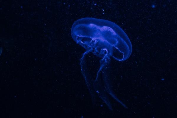 97年属牛女2025年运势