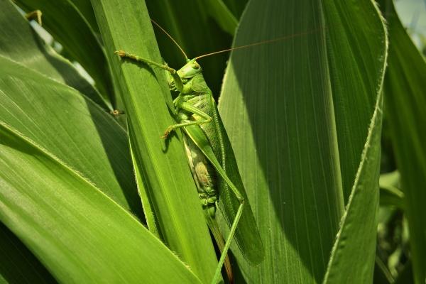 1981年鸡人在2025年的运气