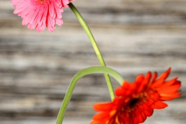 2025年83年属猪人的全年运势