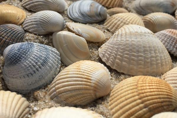 1977年蛇人在2025年的运气