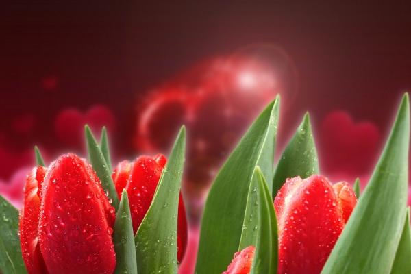 2006年属狗2025年运势完整版