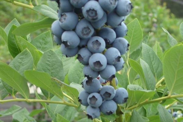 梦到了新腰带有什么意义吗