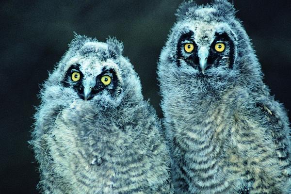 2025年属鸡的运势和财运