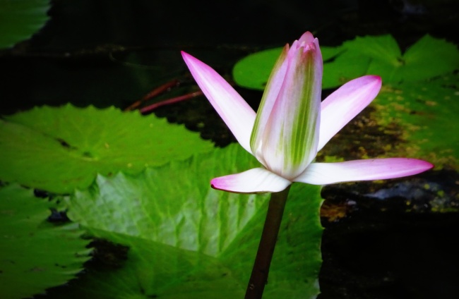 2025年属龙人的全年运势