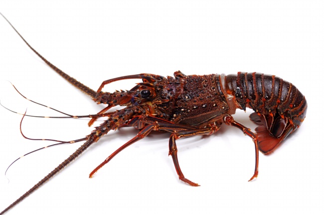 2025年属狗女1970年运势